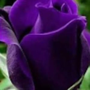 Meet your Posher, Janice